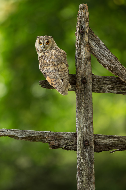 Long Eared Owl 4SI0282 3