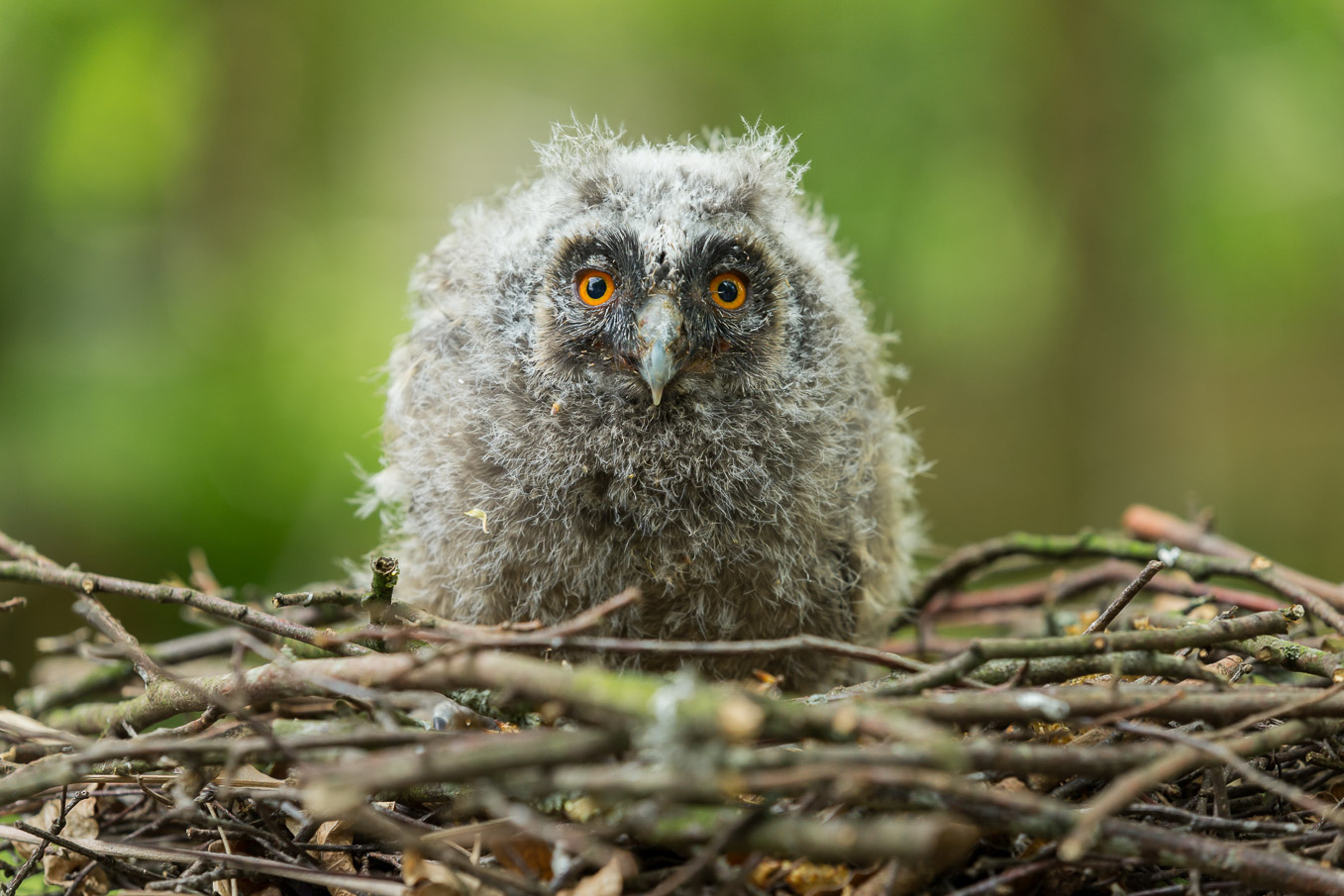 Long Eared Owl 7SI7186