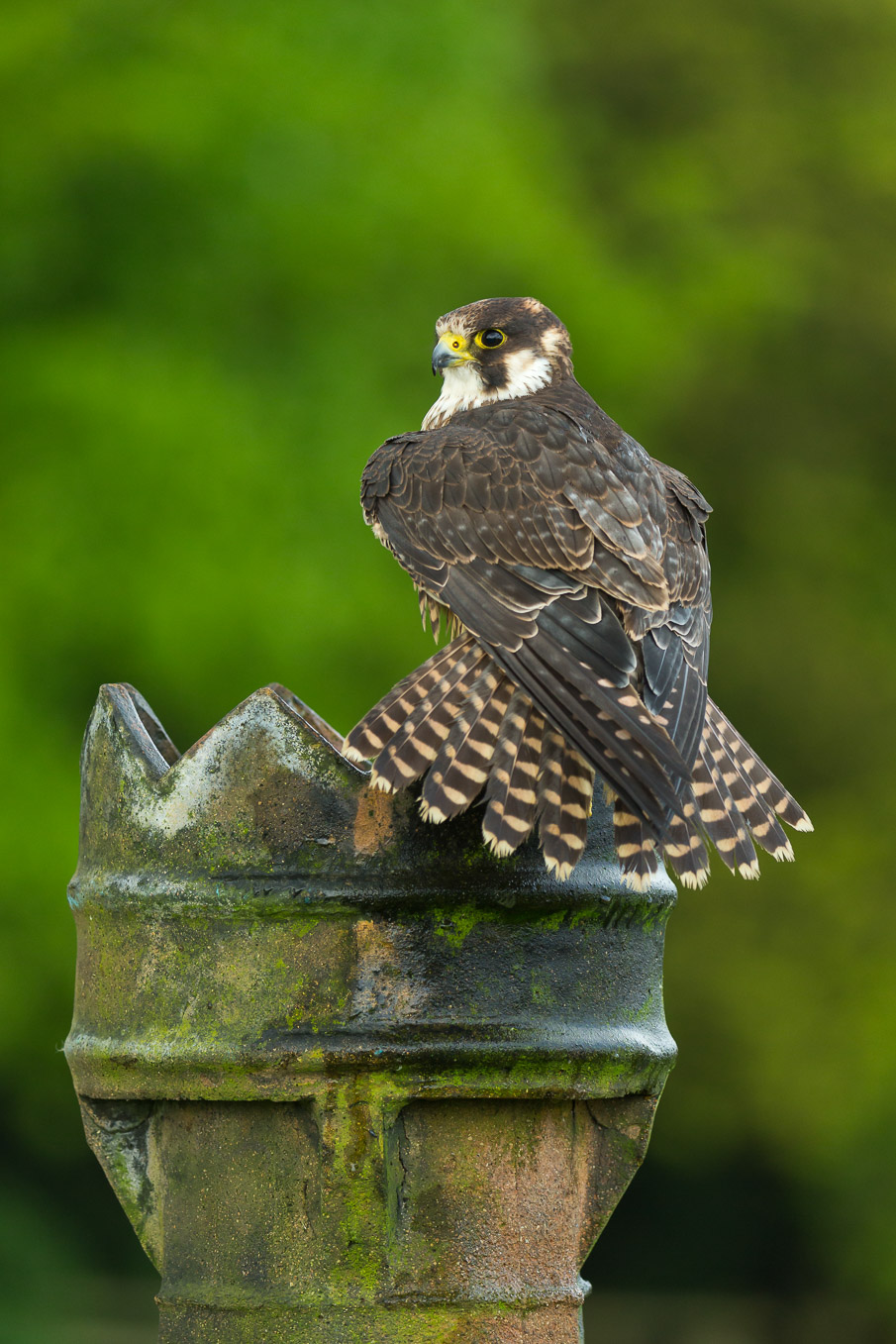 Peregrine Falcon 4SI0659