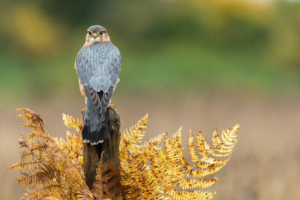 Creative Props for Bird of Prey Workshops