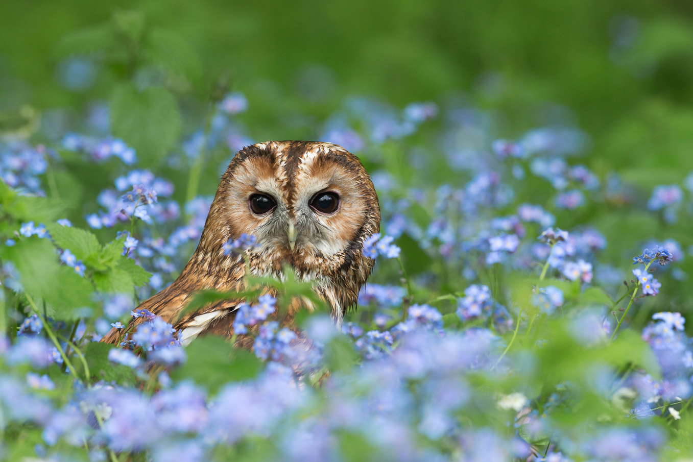 props/tawny_owl_4SI0075.jpg