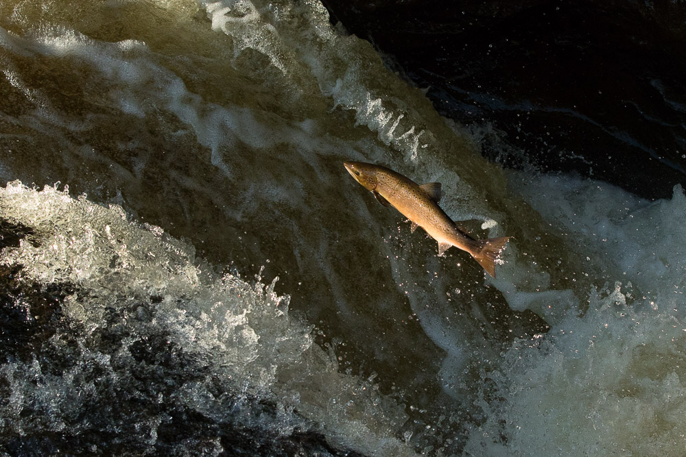 How I got the shot….leaping salmon at Buchanty Spout