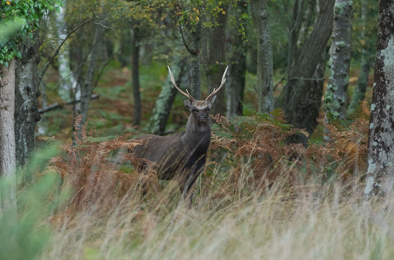 Sika deer stag