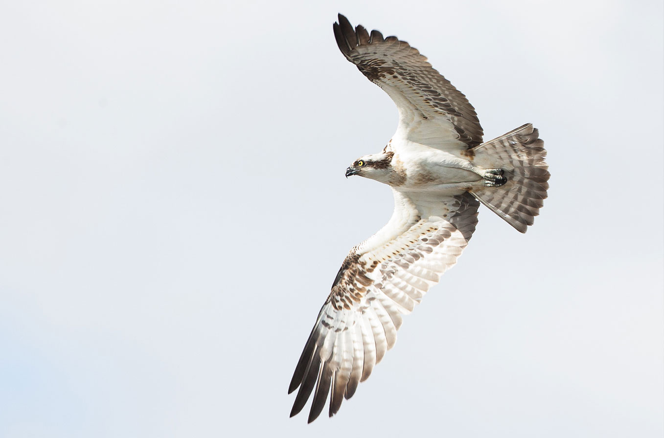 Osprey