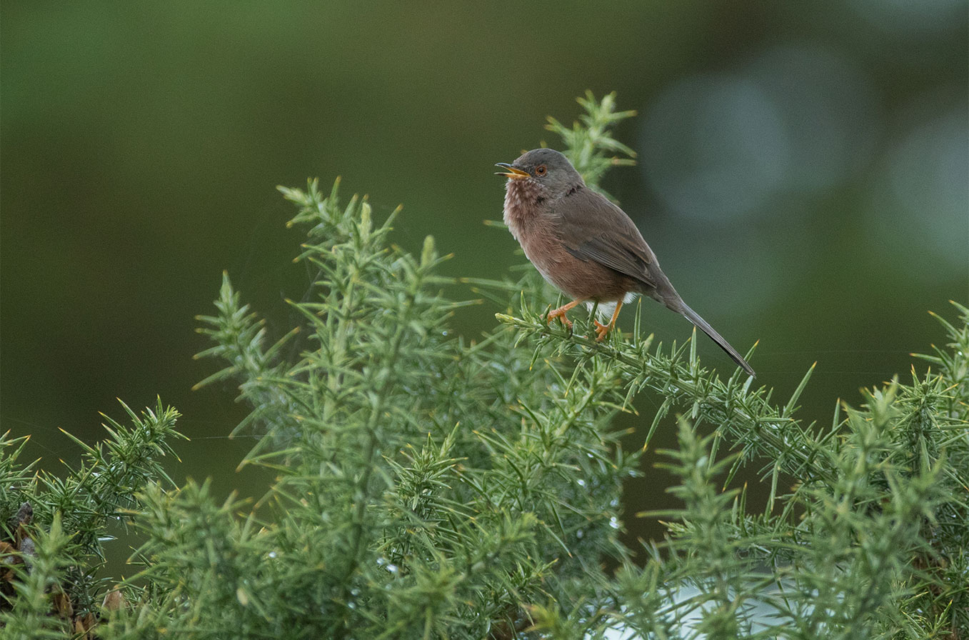 Dartford warbler