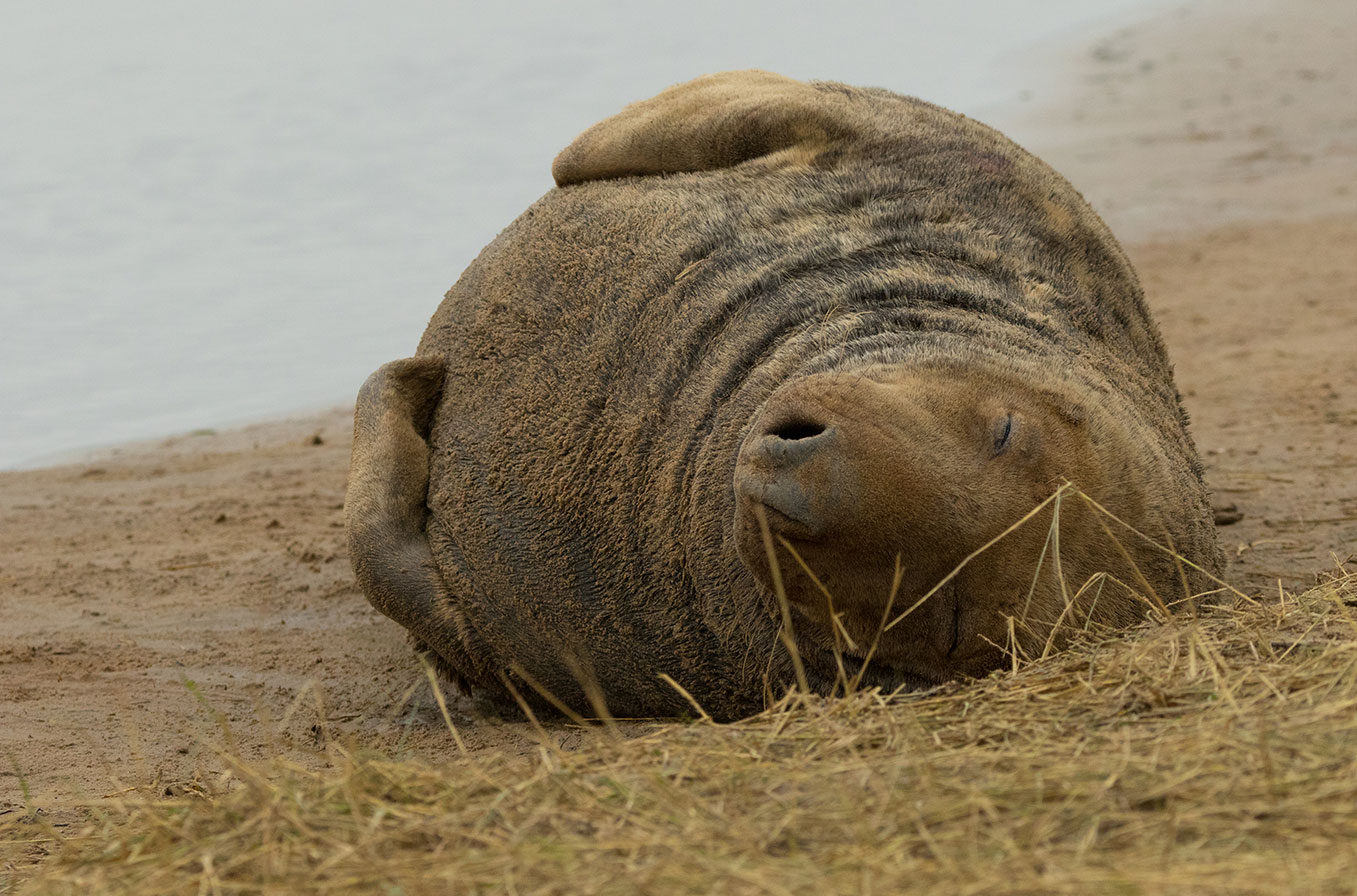 Grey seal bull resting