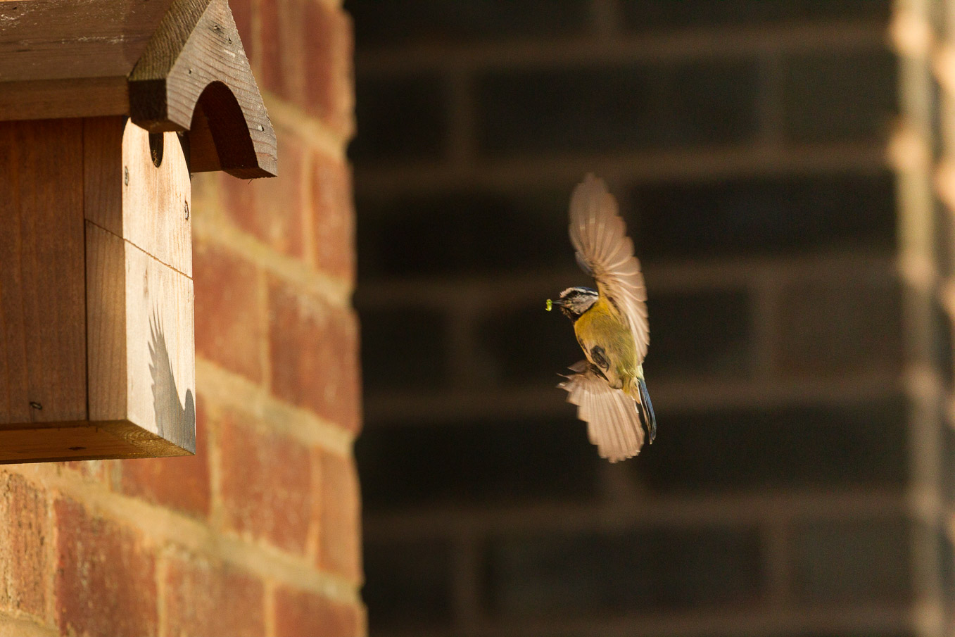 Blue Tit Flying To Nest Box