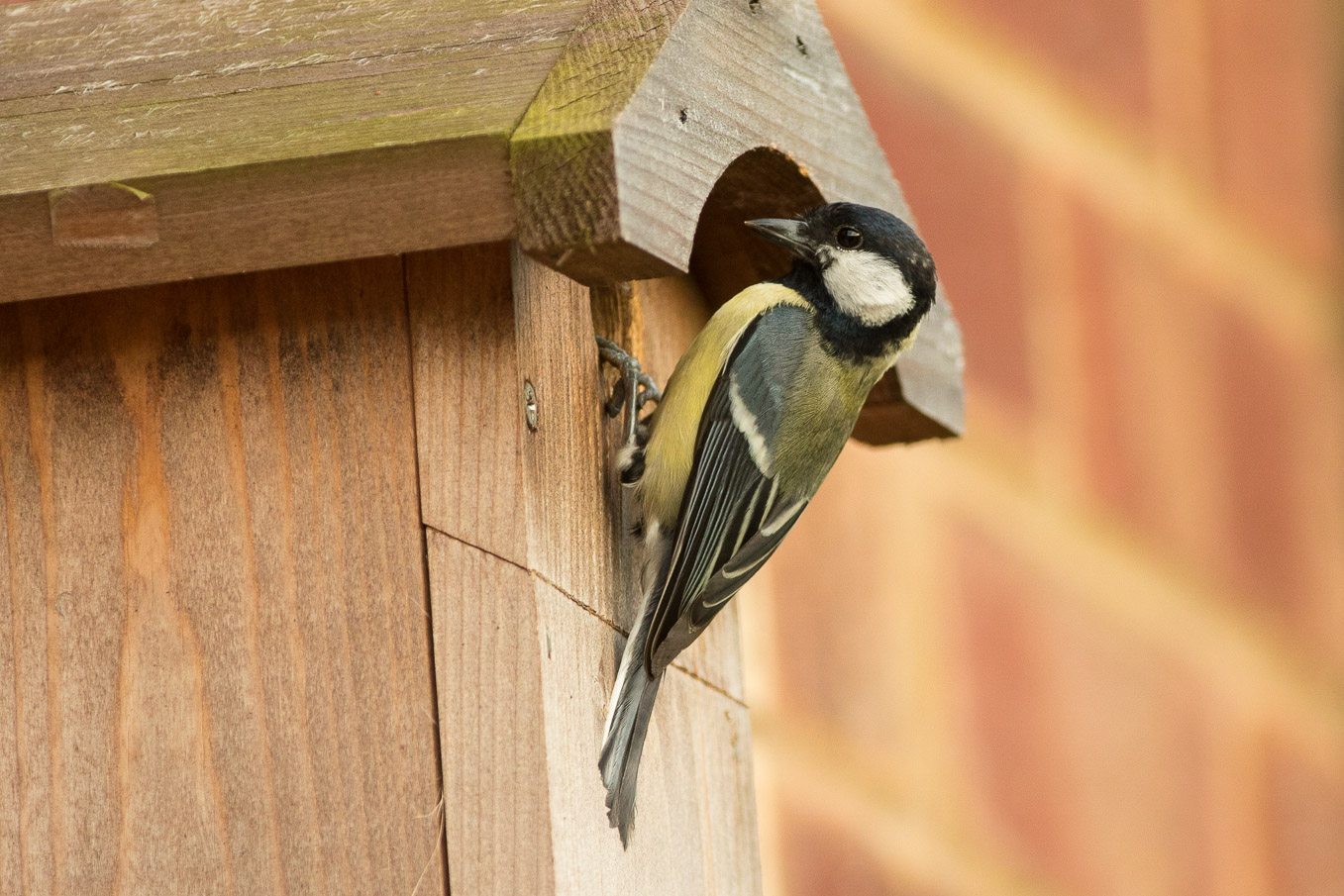 Great Tit At Nest Box