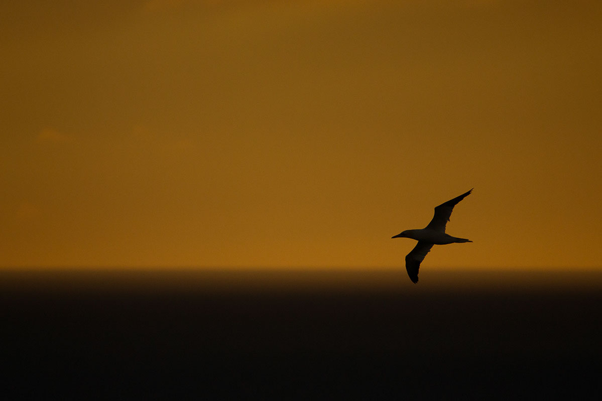 How to photograph wildlife silhouettes