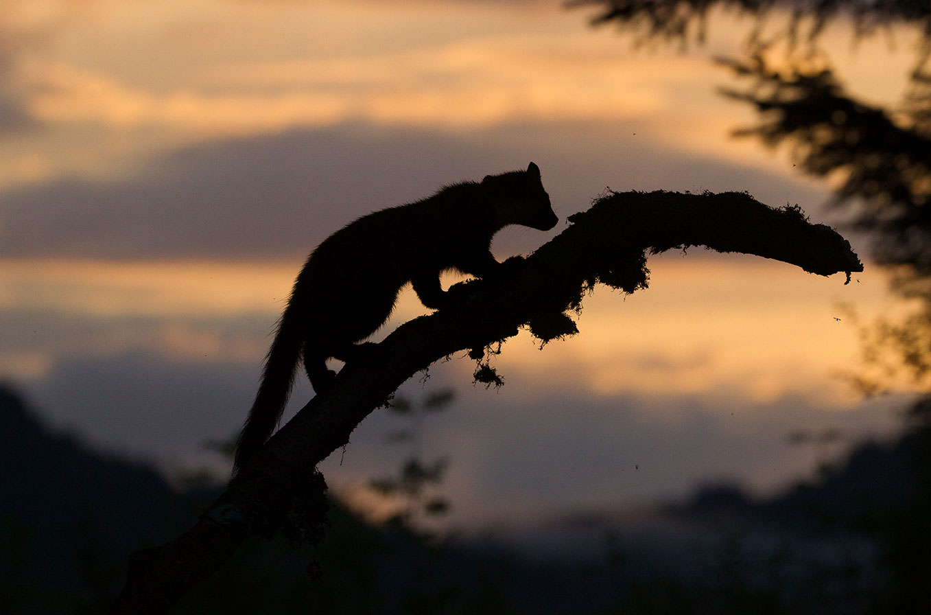 Wild pine marten