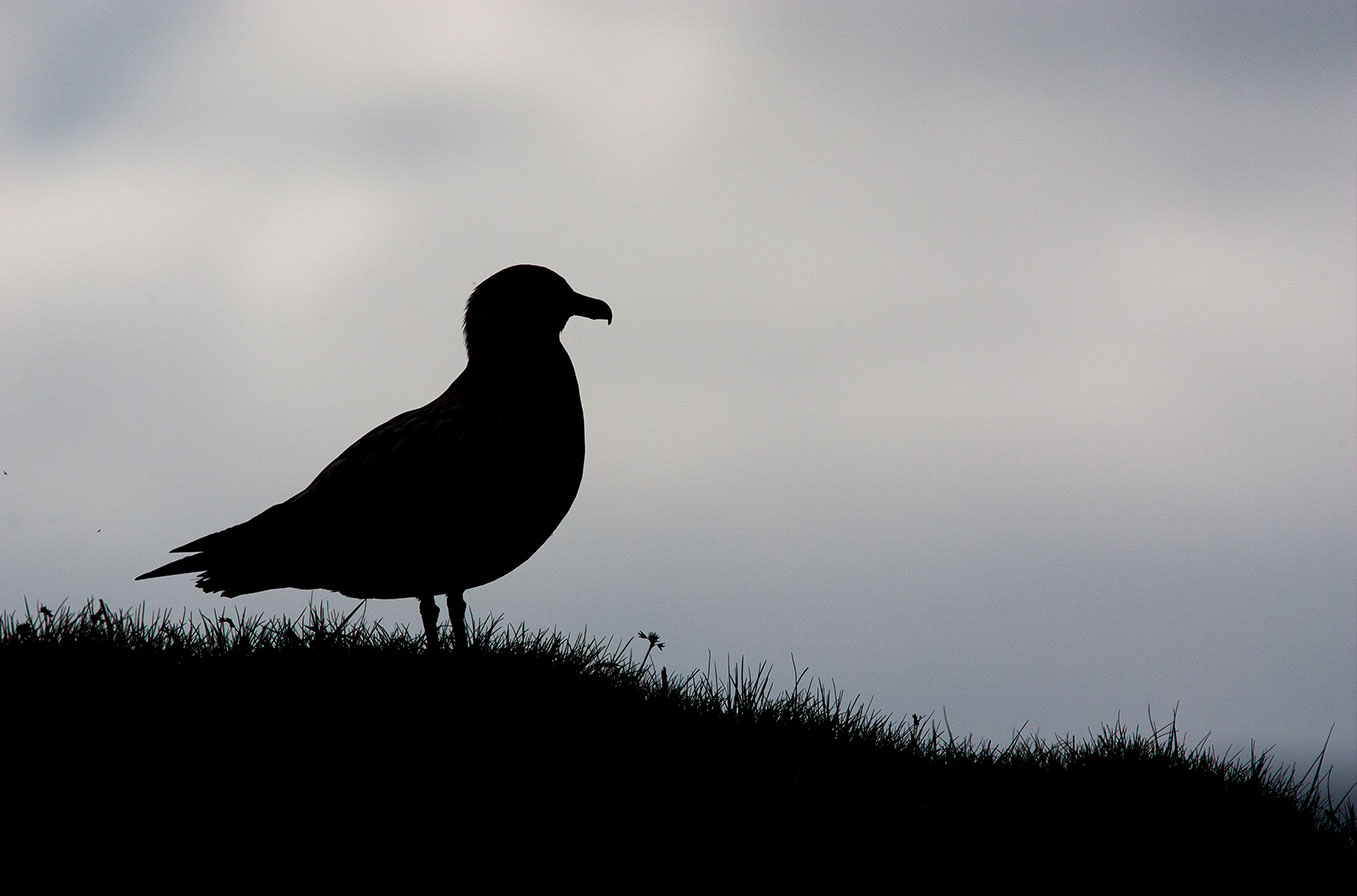 Great skua