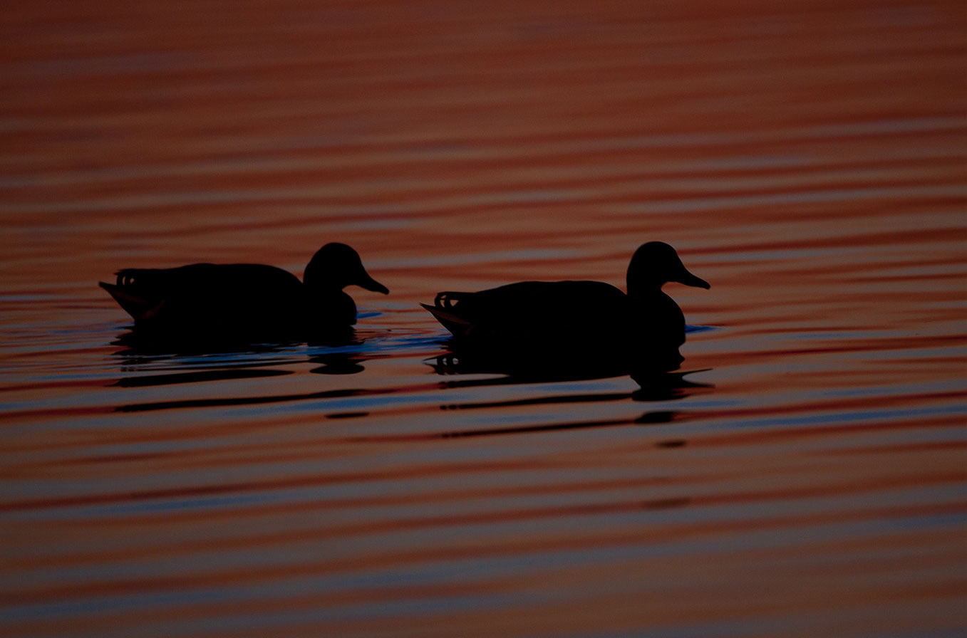 Mallard