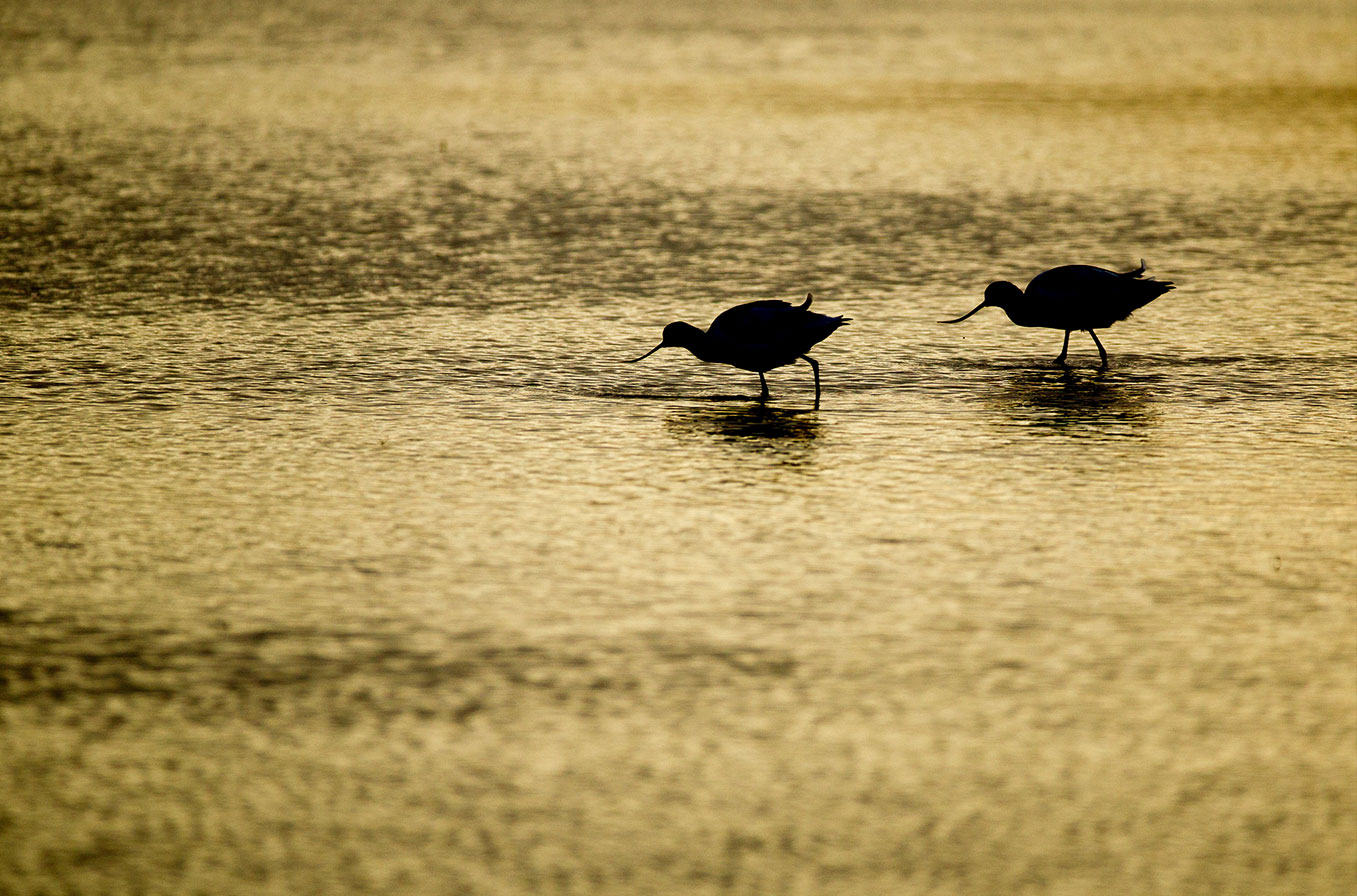 Avocet