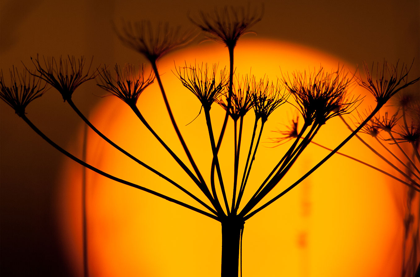 Flower head