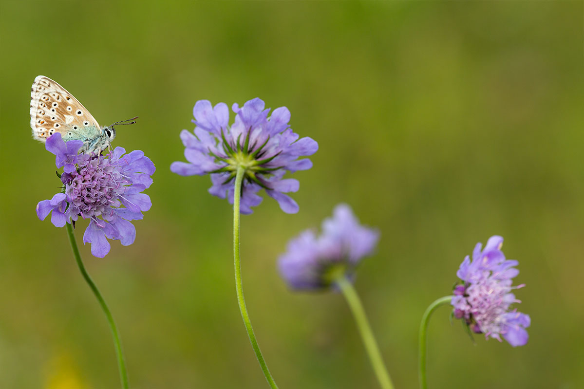 Finding & Photographing Butterflies