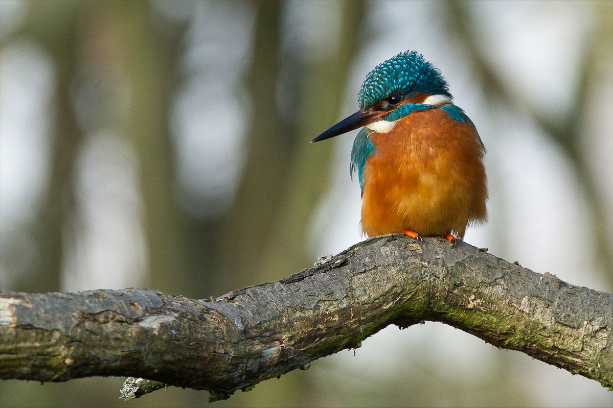 All about kingfishers and how to see them