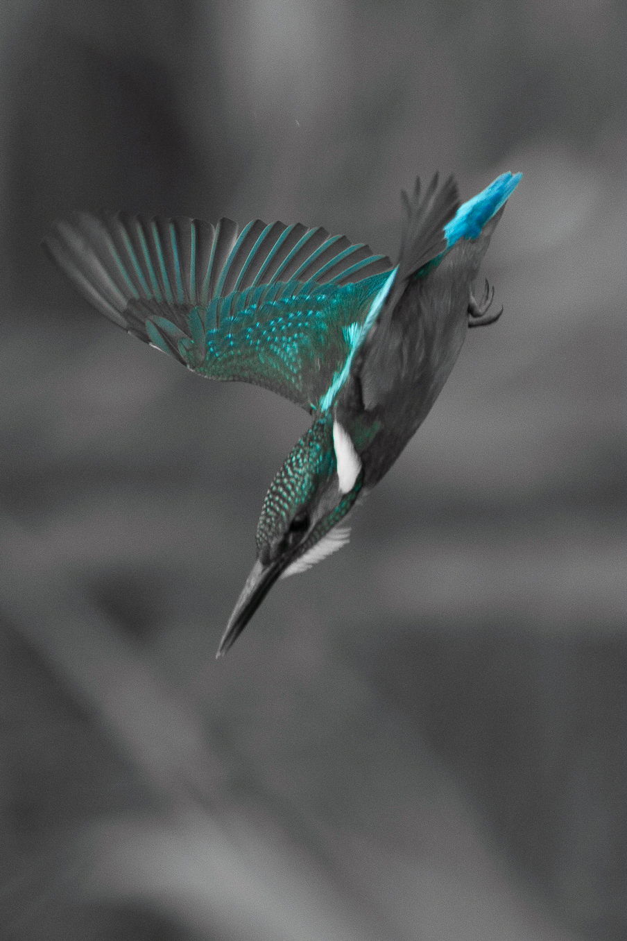 Kingfisher Colour