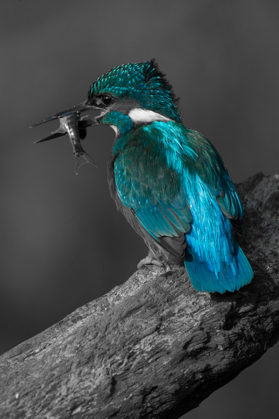 Kingfisher Colour 2