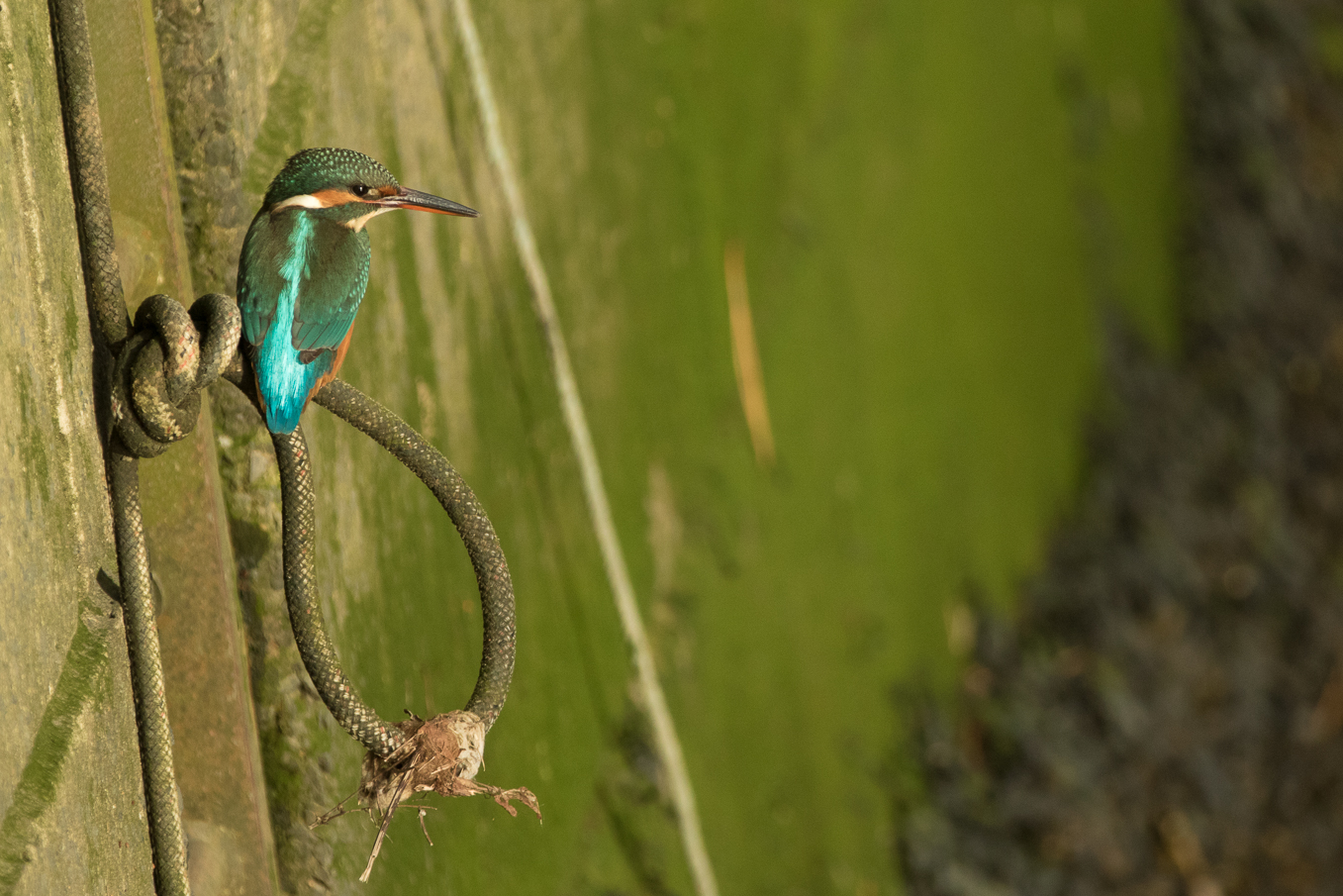 Kingfisher On Harour Wall