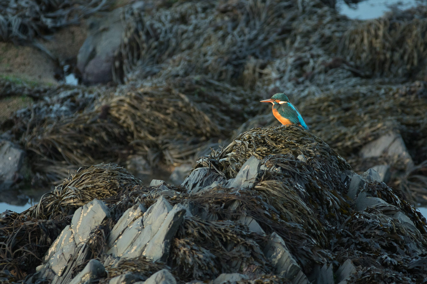 Kingfisher On Rocks