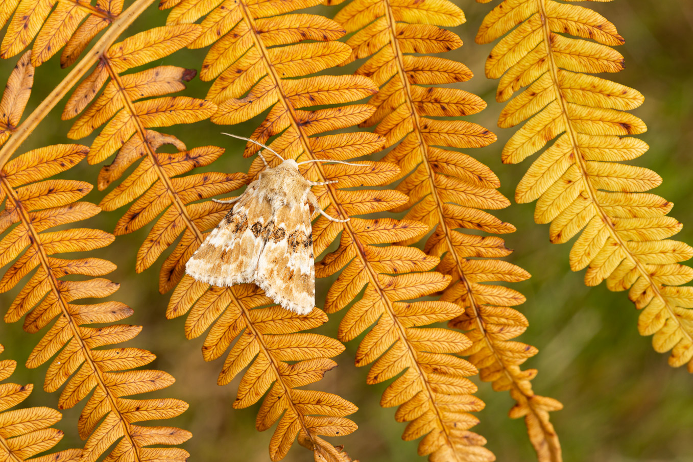 Dusky Sallow S9I2308