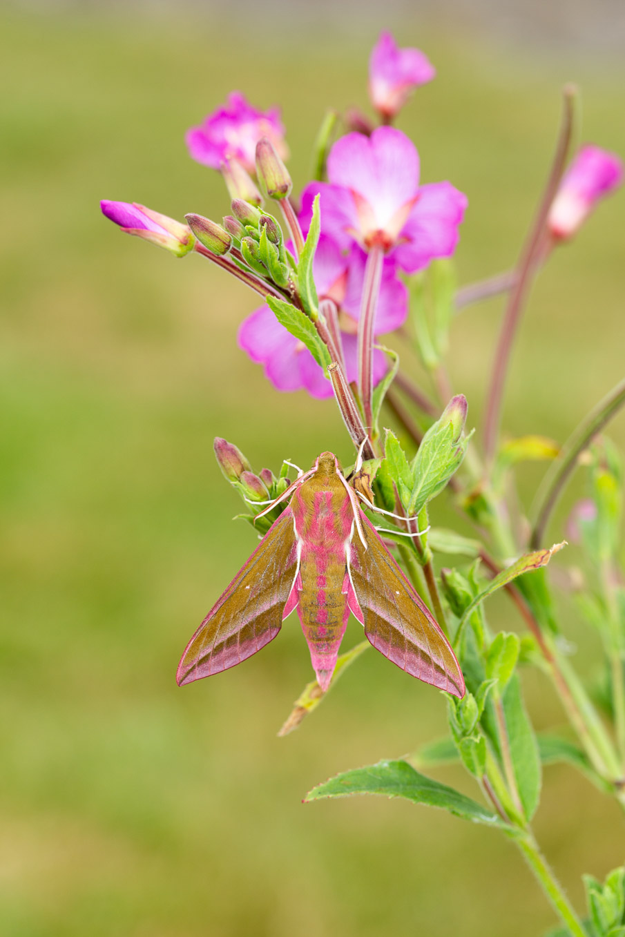 Elephant Hawkmoth S9I2471