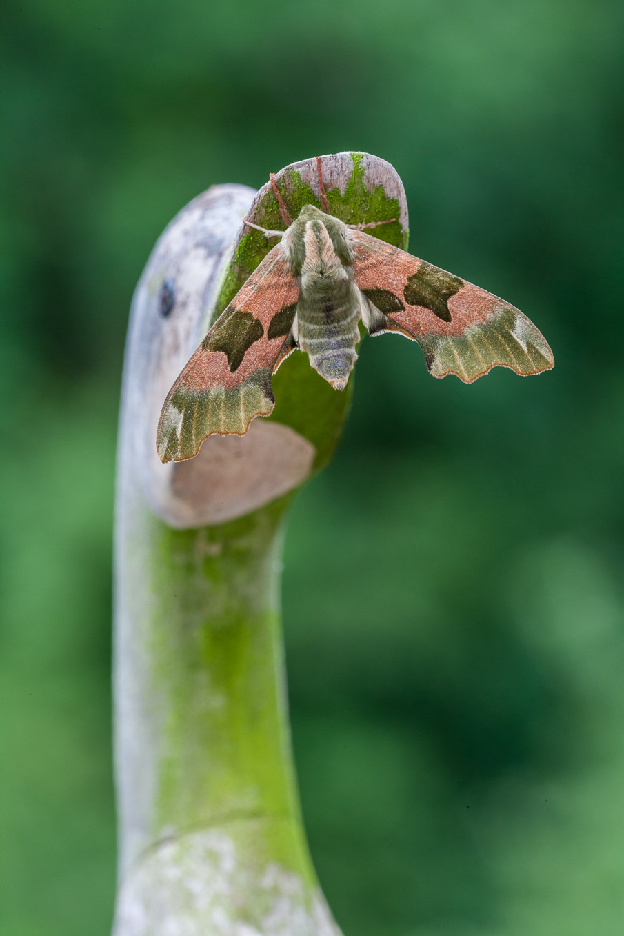 Lime Hawkmoth 08M8983