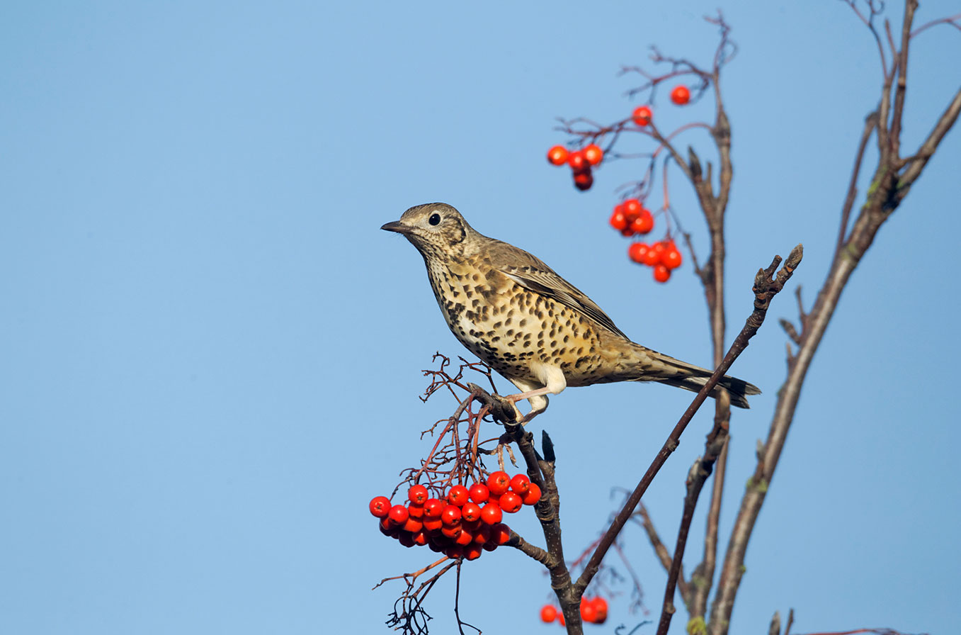 Thrushes01