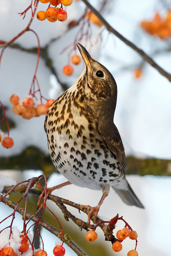 Thrushes01