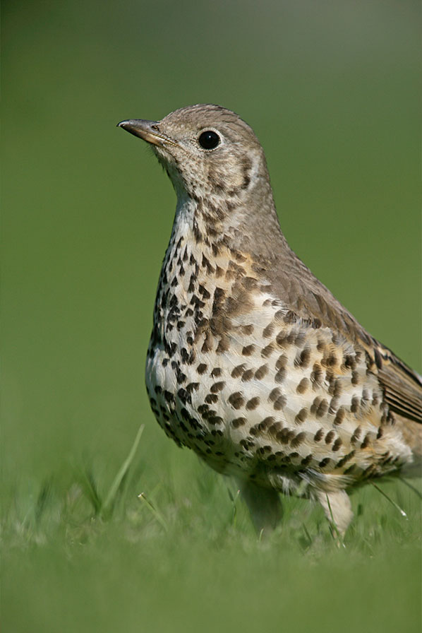 Thrushes08