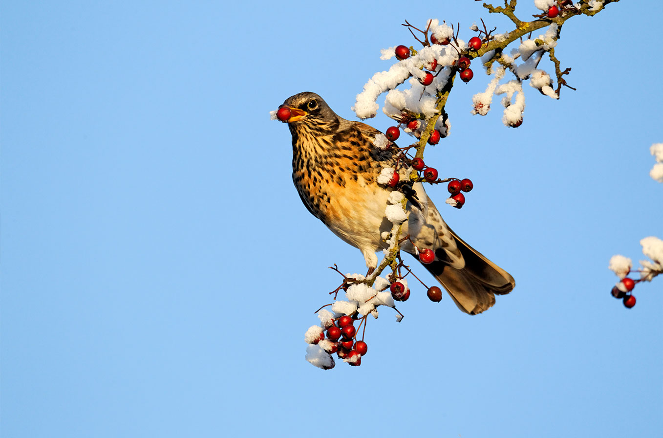 Thrushes01