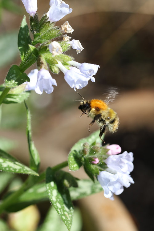 Pascuorum