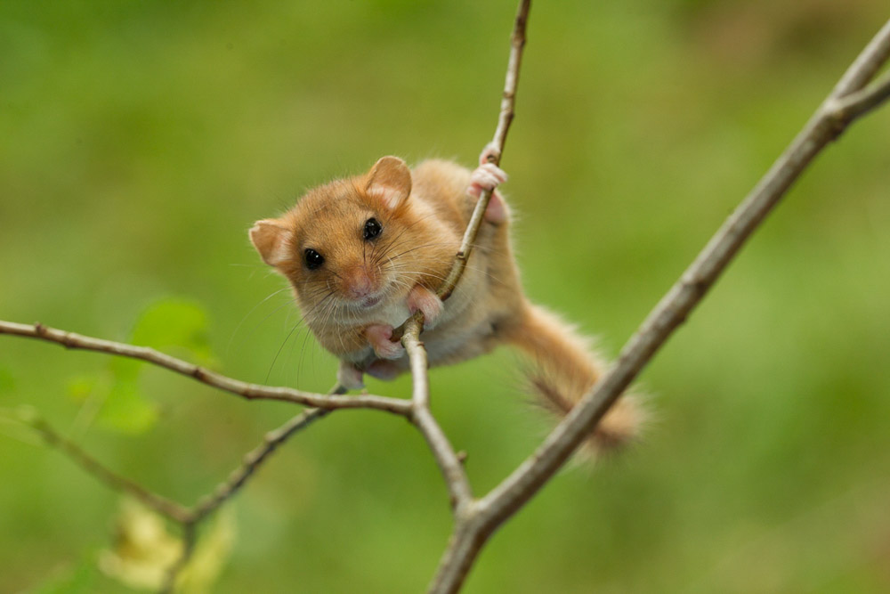 Looking for Warwickshire’s dormice 