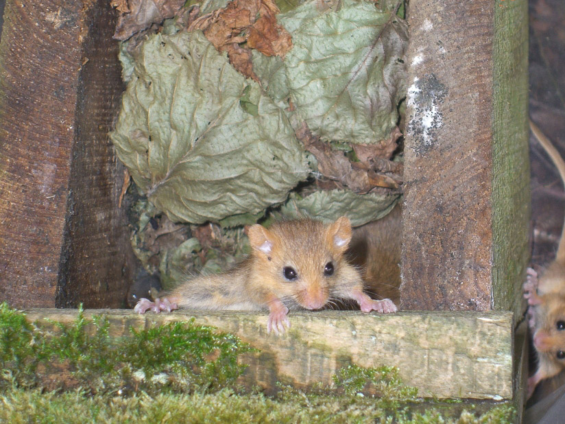 Dormouse Juvenile