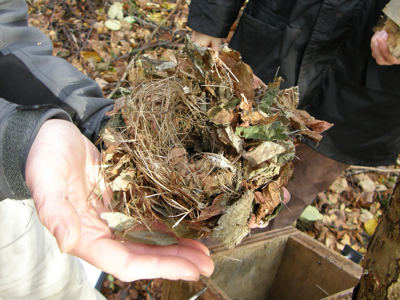 Dormouse Nest