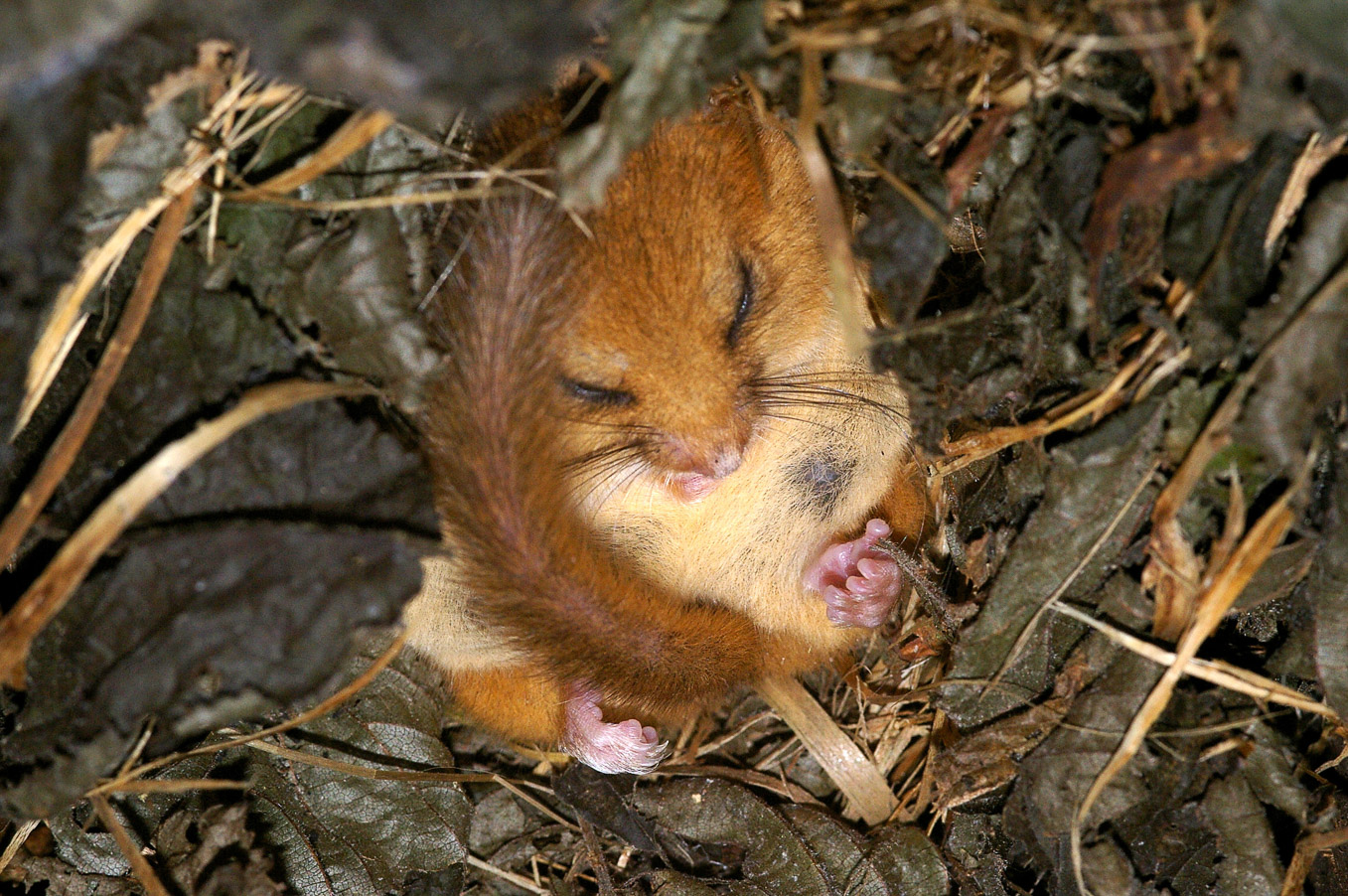 Dormouse Torpor