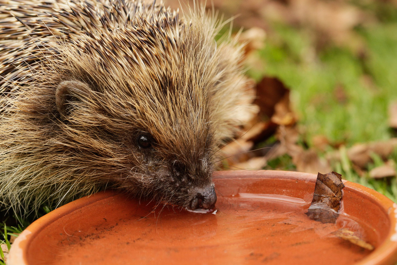 Hedgehogdrinking