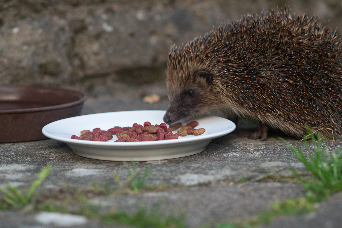 Hedgehogfeeding