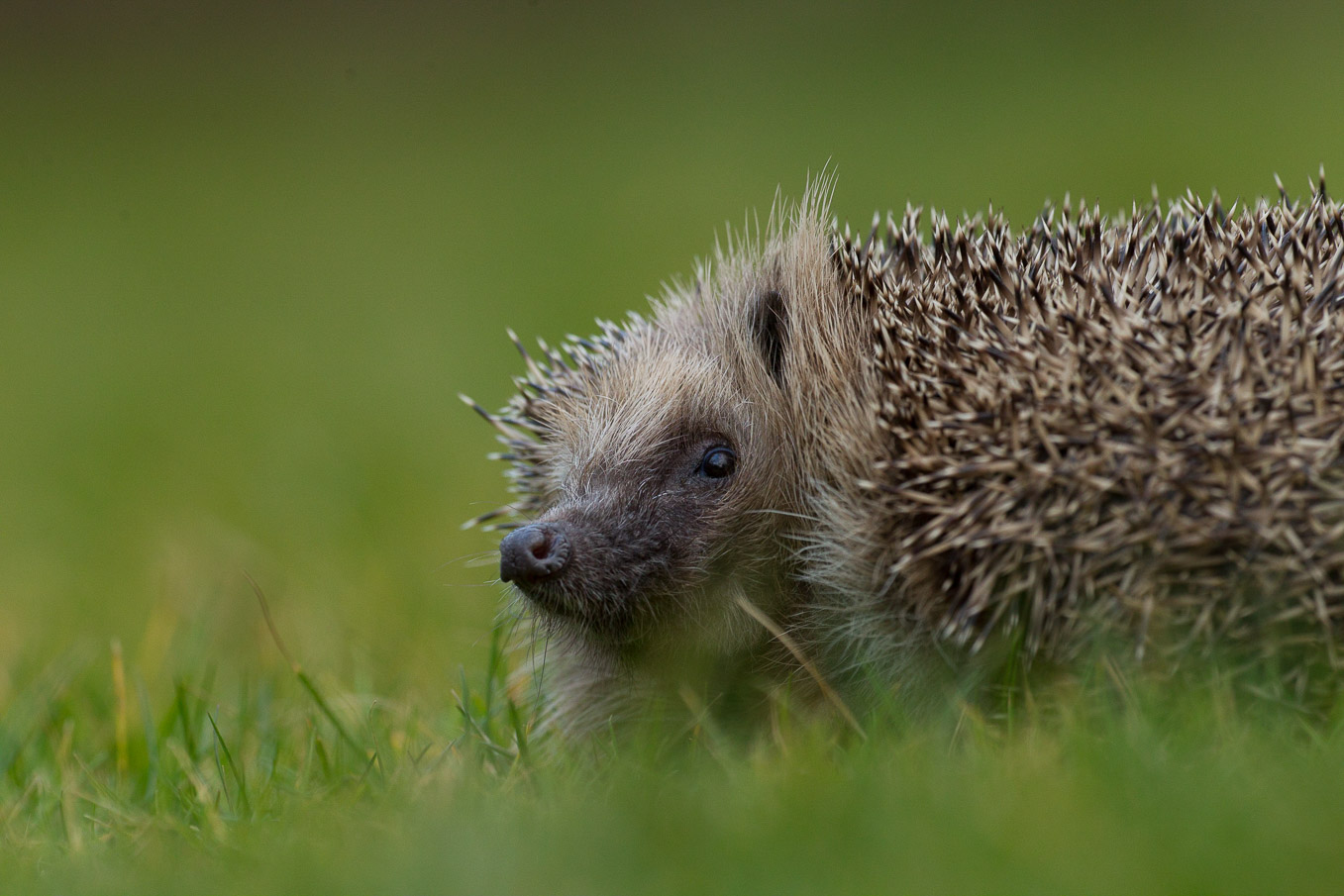 Hedgehogongrass