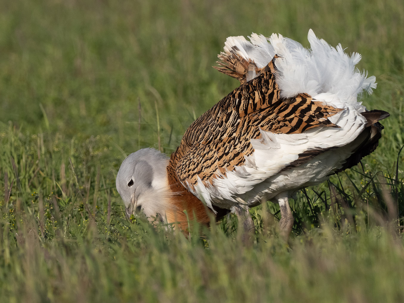 Bustard Feeding