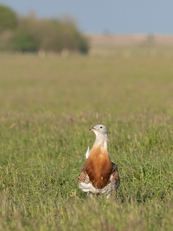 Bustard Portrait 2