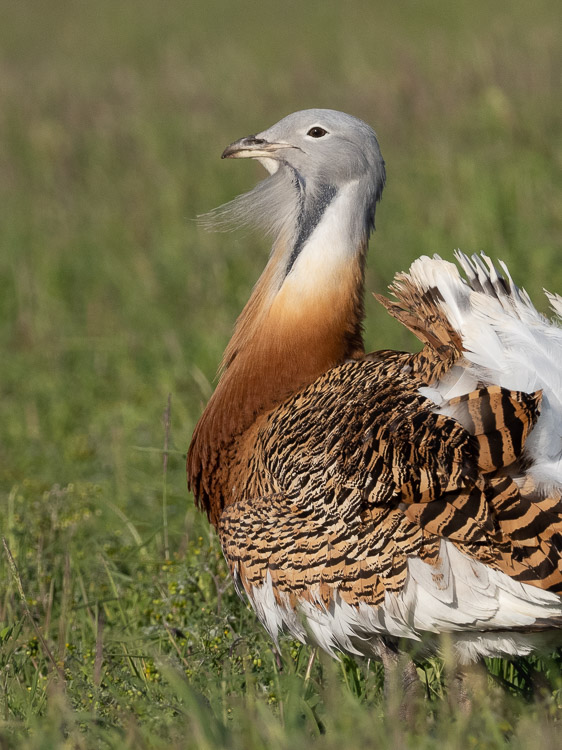 Bustard Portrait