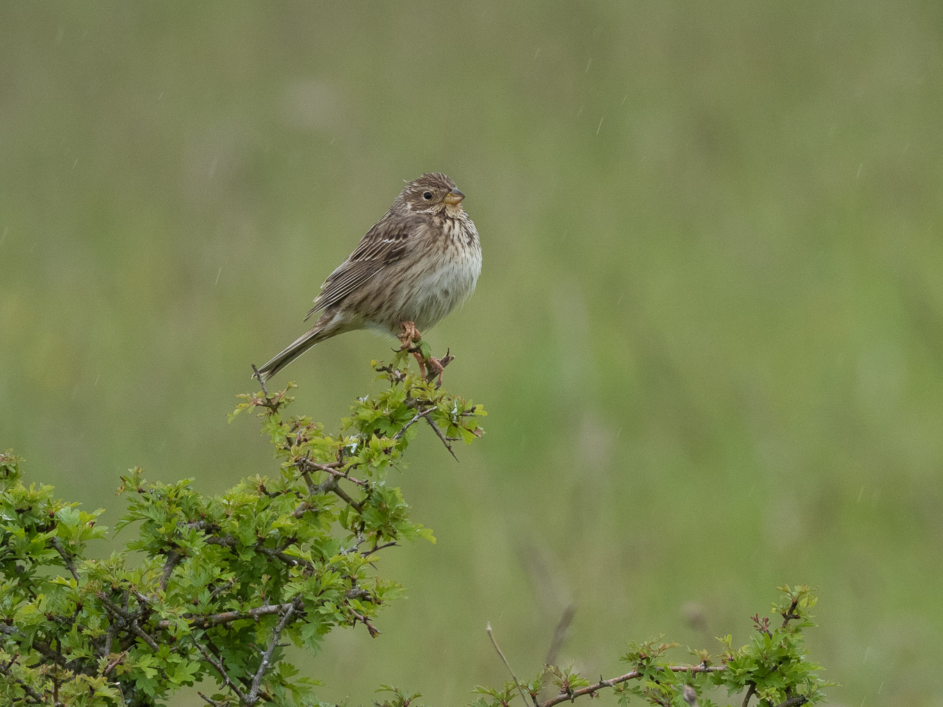 Corn Bunting