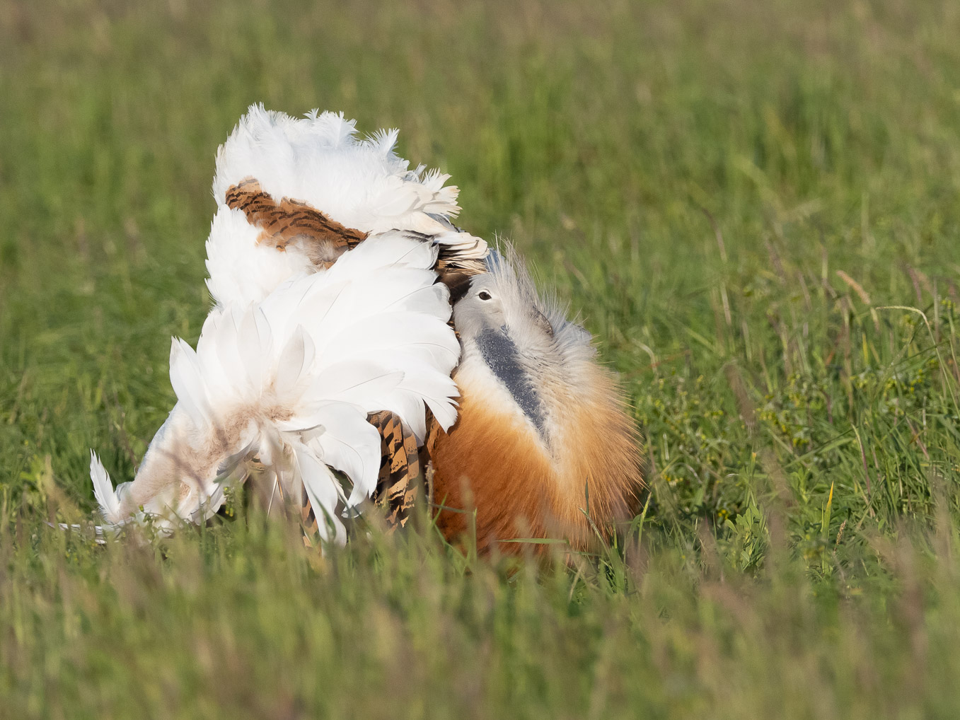 Great Bustard Displaying