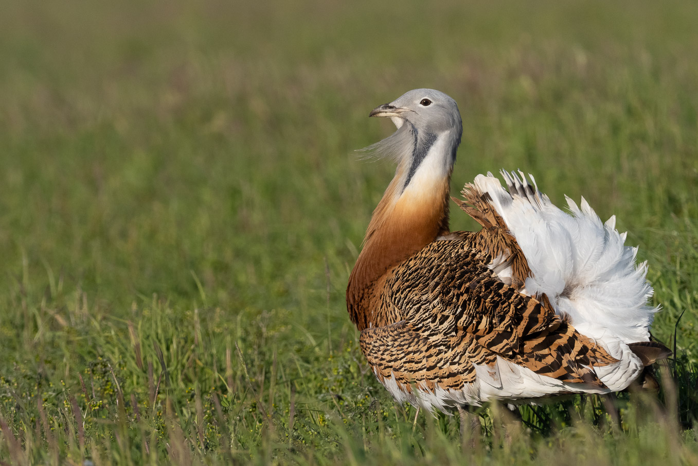 Great Bustard Portrait 2