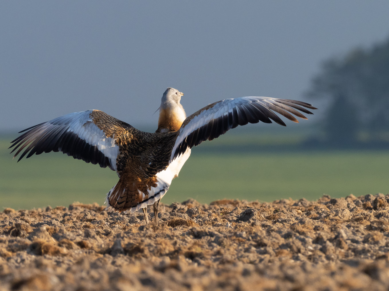 Great Bustard Wing Stretched