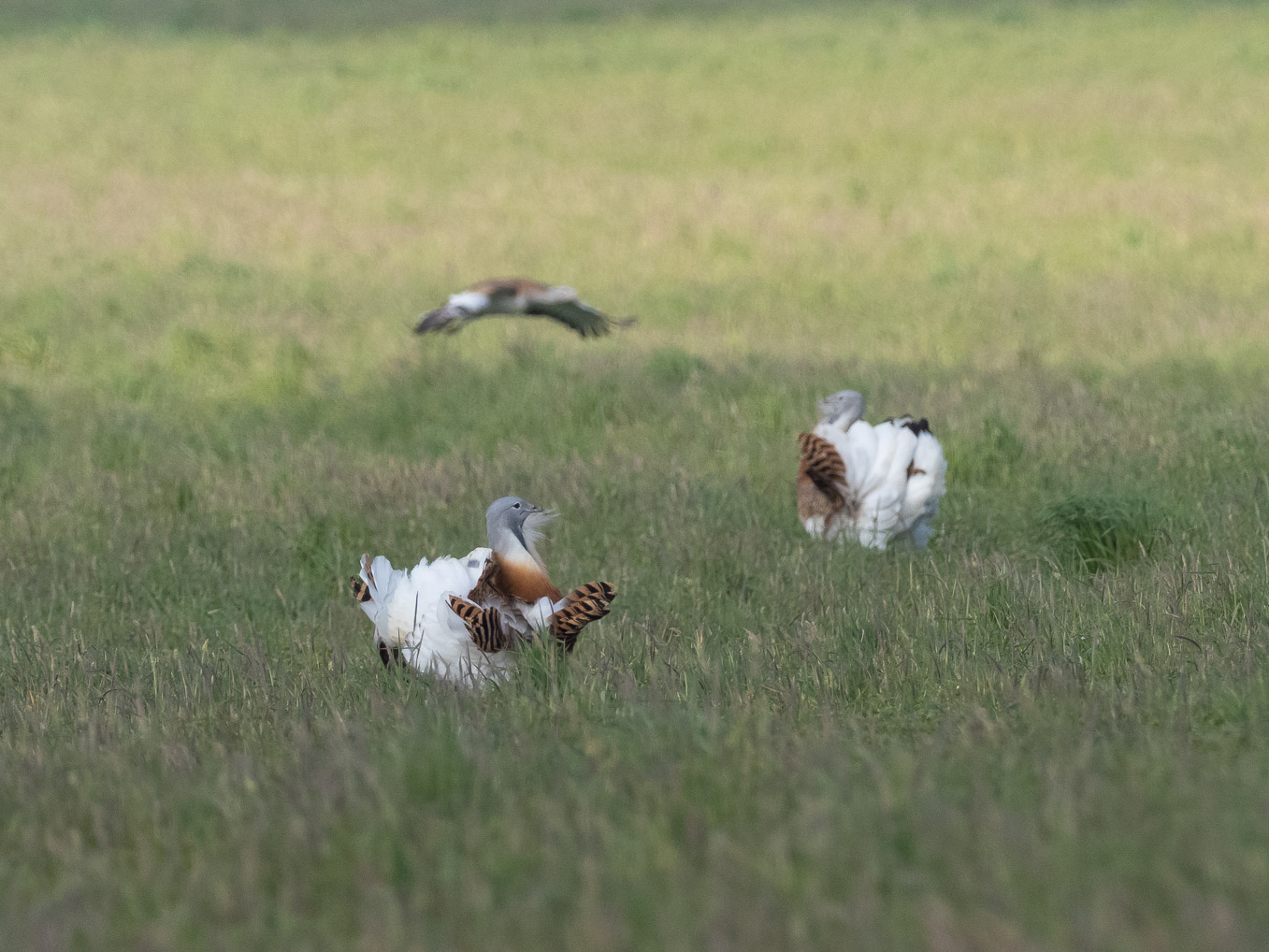 Great Bustard Males Displaying 2