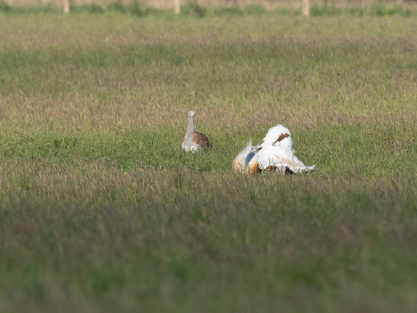 Great Bustard Males Displaying