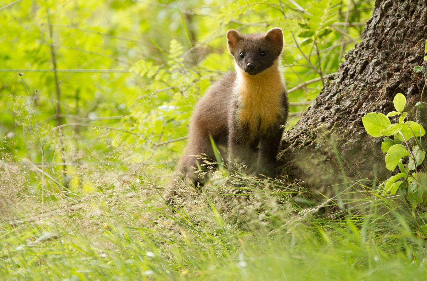 Pine Marten New03