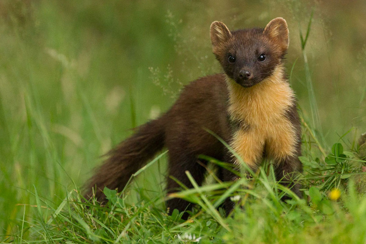Catching up with the elusive pine marten
